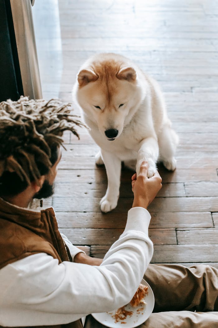 Anonymous ethnic male sitting on floor and holding paw of curious pet